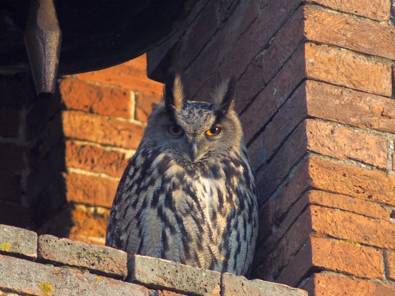 Gufo annoiato:  Gufo reale (Bubo bubo)